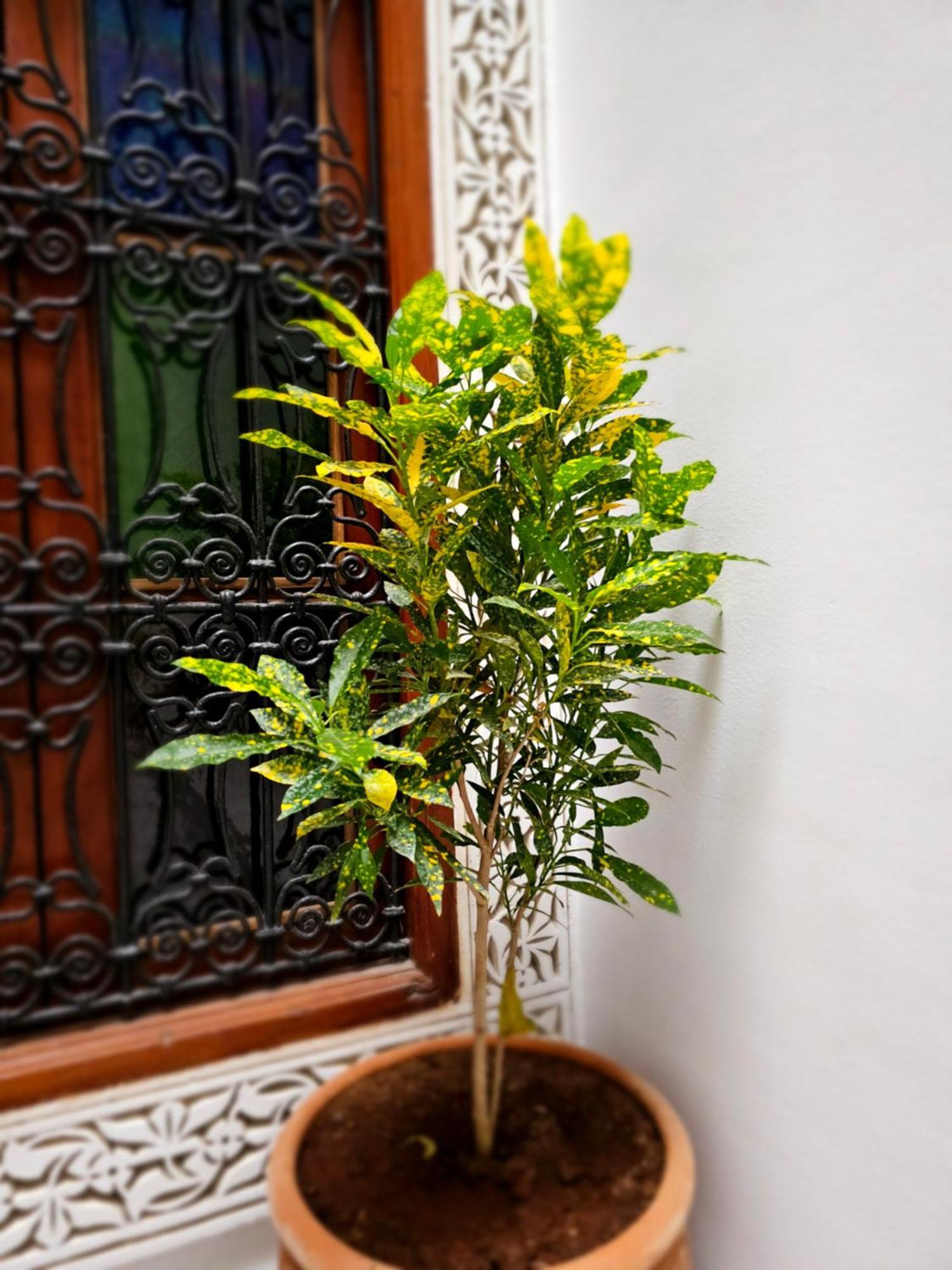 Riad Fes Miracle Exterior foto